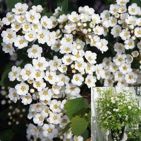 Spiraea Vanhouttei Renaissance 5Gallon Pot Bridal Wreath Plant Vanhoutte Spirea Plant Flower Outdoor Live Plant Ho7Ht7 Best