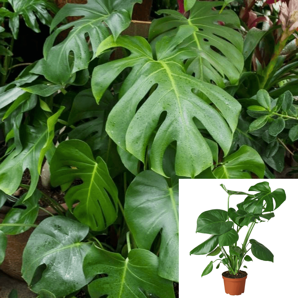 split leaf philodendron small Philodendron Monstera 4 inches split leaves Tree LIVE PLANT Ht7 – NNplant