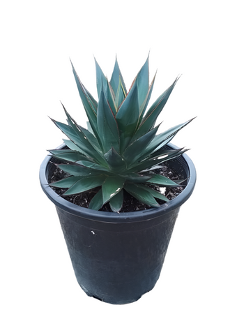 Agave Blue Glow 2Gallon Agave Attenuata Agave Ocahui Live Plant Outdoor Gr7