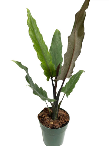 Alocasia Lauterbachiana Plant 6Inches Pot Elephant Ears Plant Premium Indoor Live Plant Pr7