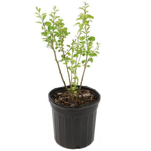 Goji Berry 5 Gallon Plant Wolfberry Plant Lycium Barbarum Plant Outdoo ...