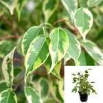 Ficus Benjamina Variegated Plant Ficus Variegated Weeping Fig 1 Gallon Live Plant Ht7