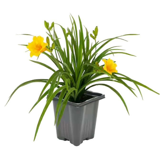 daylily plant in pot Hemerocallis Stella De Oro 4 inches Dwarf Daylily flower Live Plant Ht –  NNplant