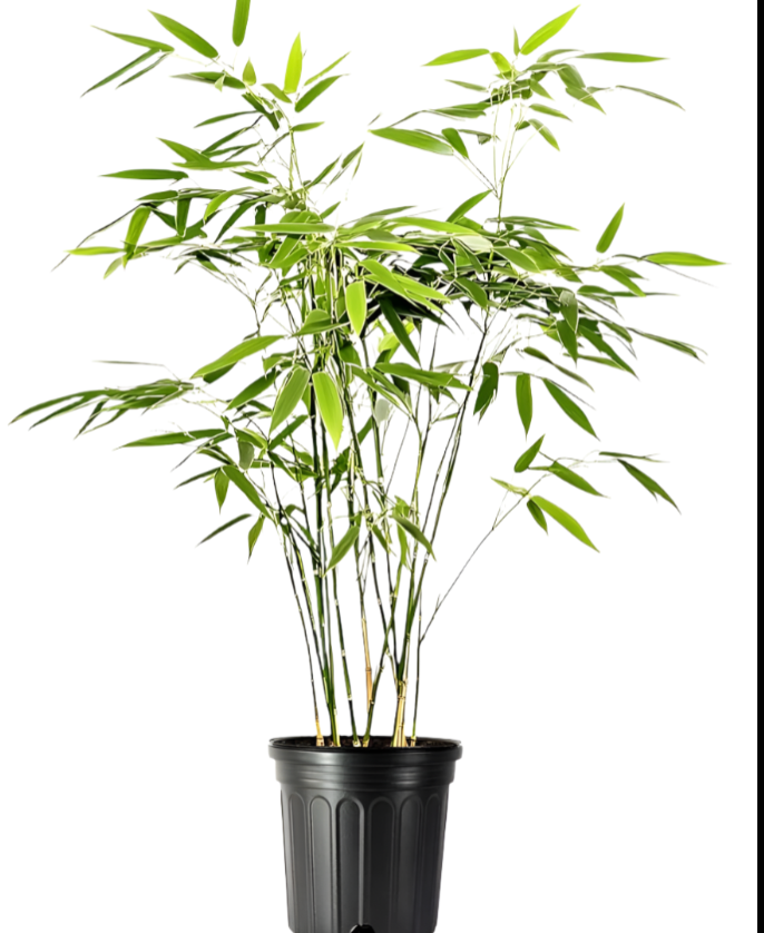 golden bamboo plant indoor Bambusa Multi Golden Goddess 5 Gallon Golden Goddess Bamboo Live Plant – NNplant