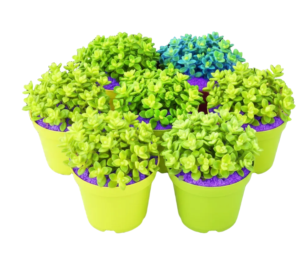 sedum house plant Sedum Makinoi Oregon Stonecrop Mini Neon Yellow Crassulaceae – NNplant