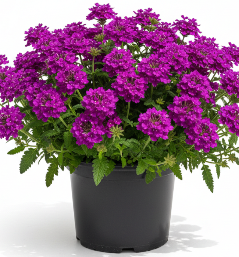 verbena plant in pot Verbena Homestead Purple 4