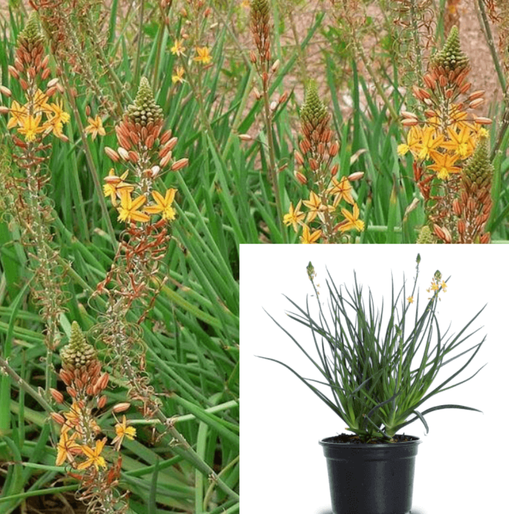 bulbine succulent Bulbine Frutescens Orange 4" Orange Bulbine Succulent Flower plant – NNplant