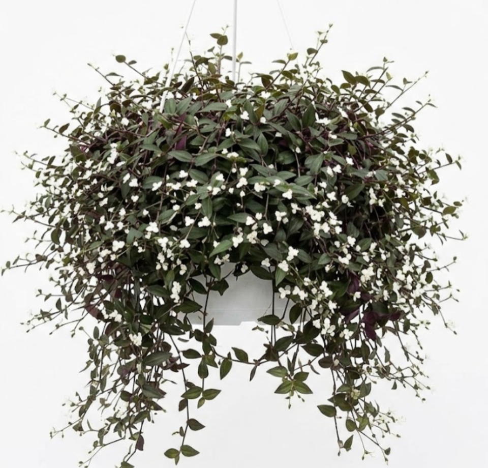 Tahitian Bridal Veil Plant 6 inches Pot Gibasis Geniculata Hanging Live  white flower
