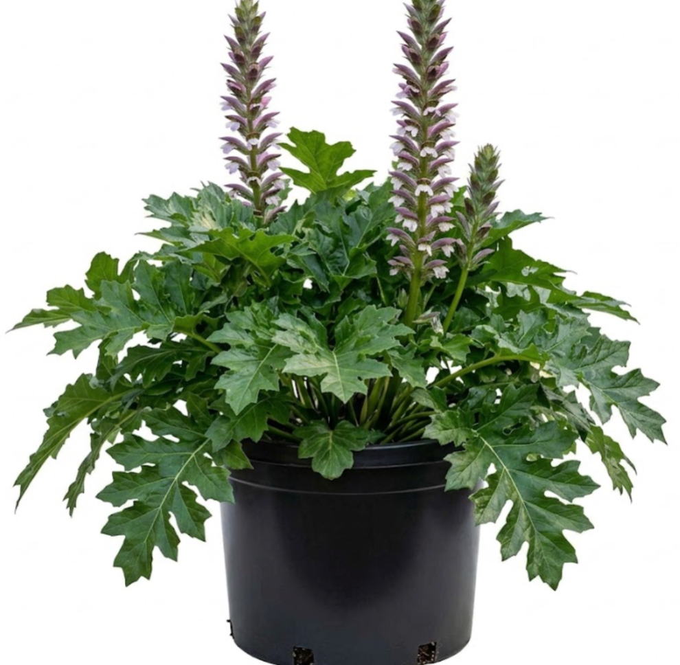 colusia plant Clusia 'Princess' (Autograph Plant) | Indoor Plant | Tropical Plant main image 0