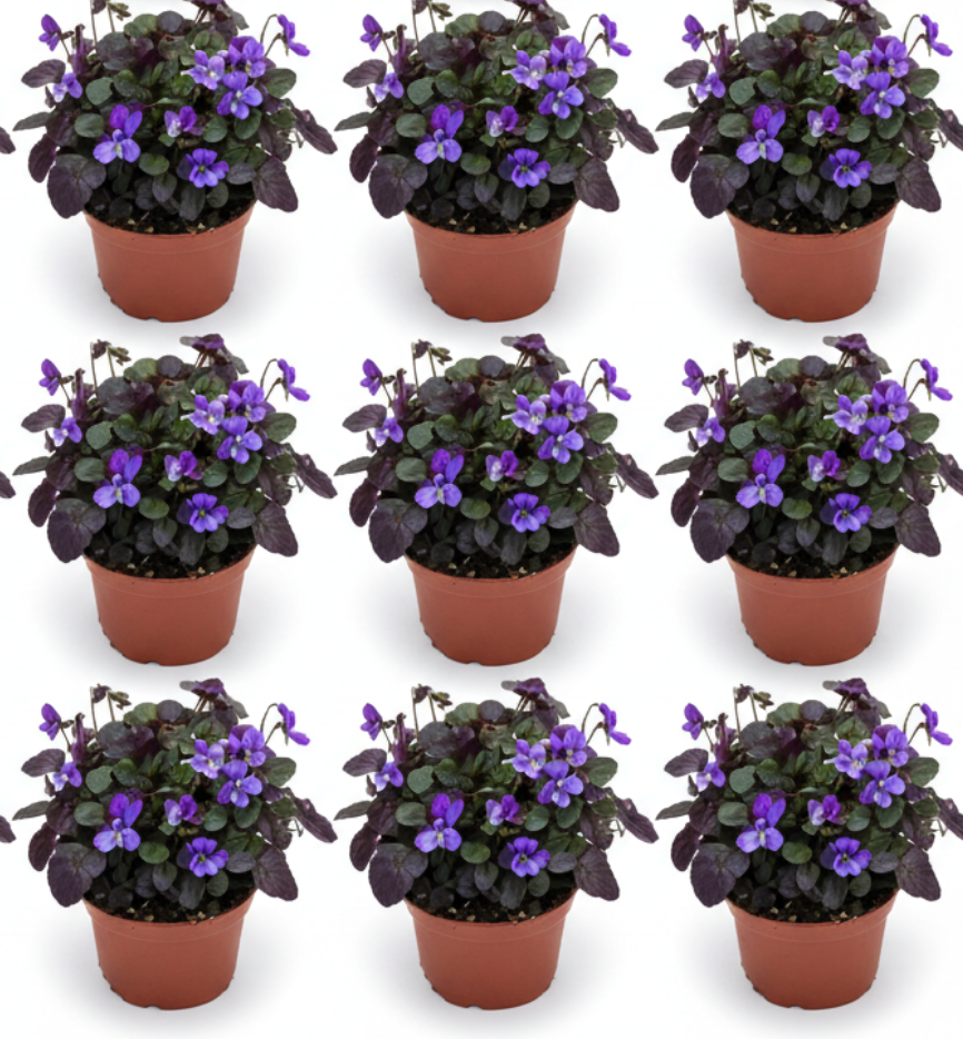 Viola Labradorica 6 Packs Of 2 Inches Pot Labrador Violet flower