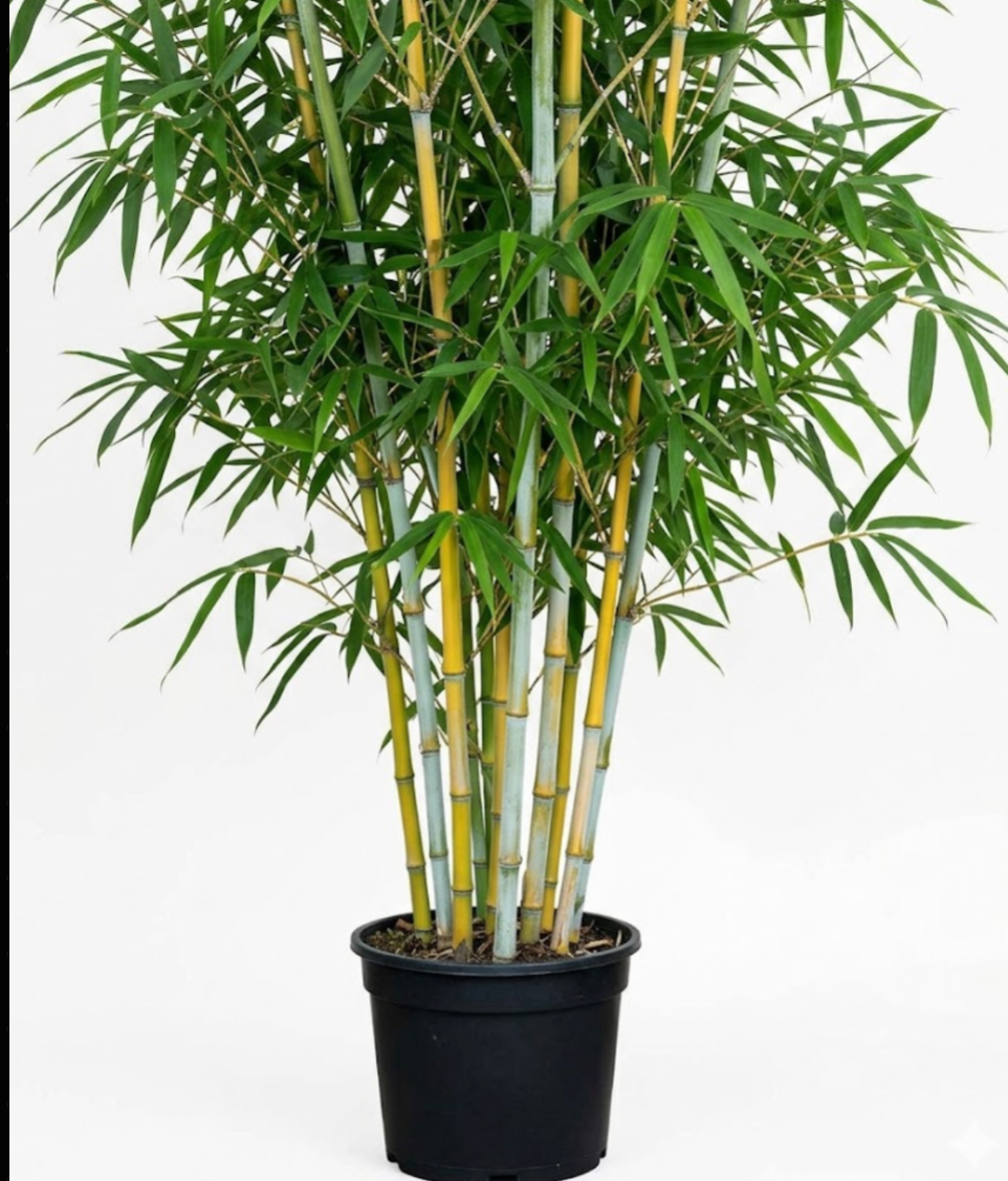 Yellow Glaucous Bamboo 1 Gallon Golden Chinese Phyllostachys Viridigla –  NNplant