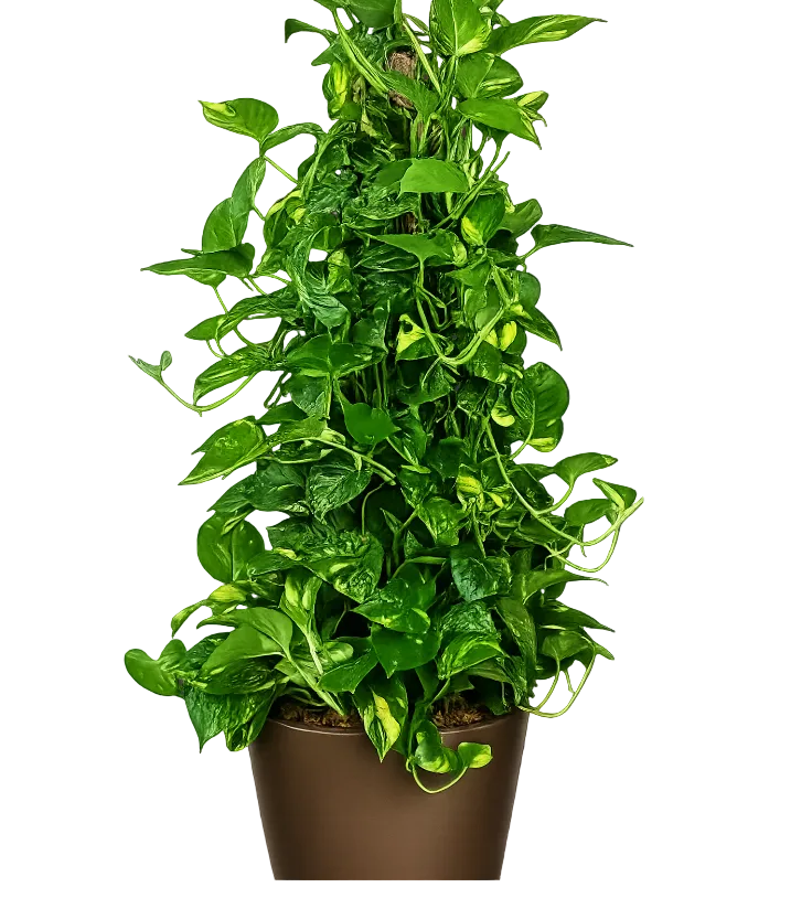 live golden pothos plant Pothos Golden 5 Gallon Climbing Vine Golden Pothos Epipremnum Aureum Live Plant Ht7