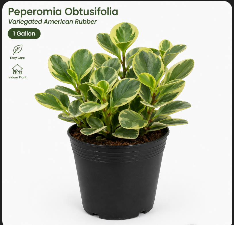 Peperomia Obtusifolia Variegated American Rubber 1 Gallon Ht7 Face Baby  Radiator Yellow Plant