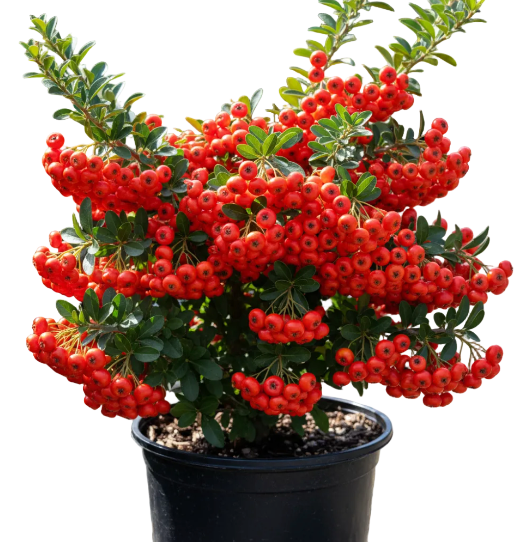 Pyracantha Koidzumii Santa Cruz 1 Gallon Orange Red Firethorn Alive Pl –  NNplant