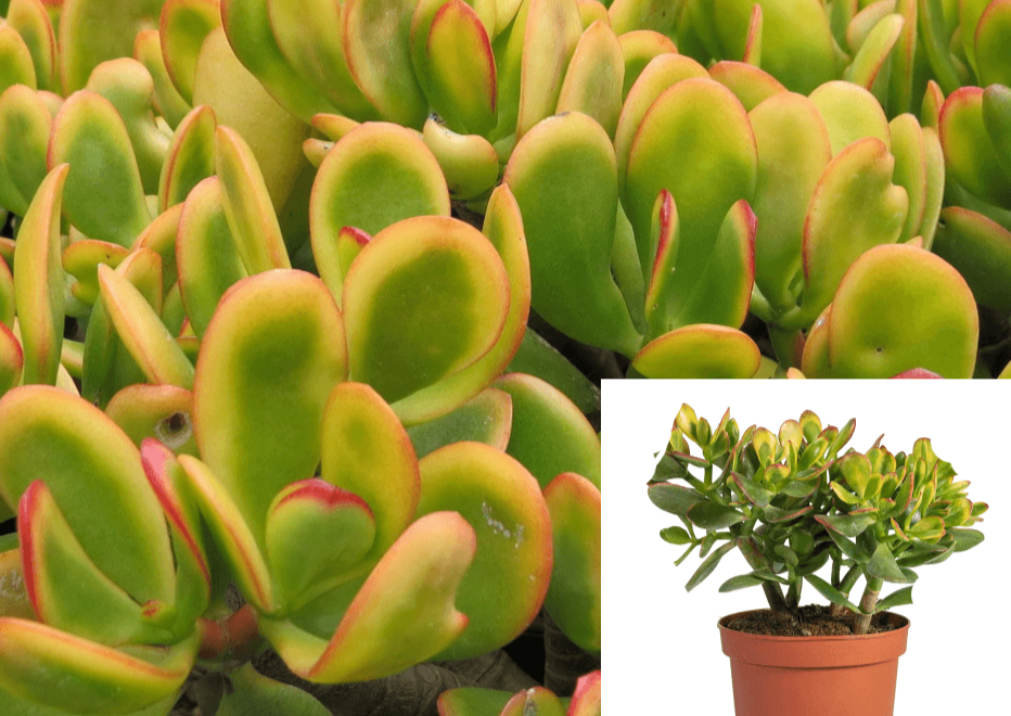 sunset jade succulent Crassula Ovata Sunset Golden Jade Tree Succulent Not Rooted Live Plant – NNplant