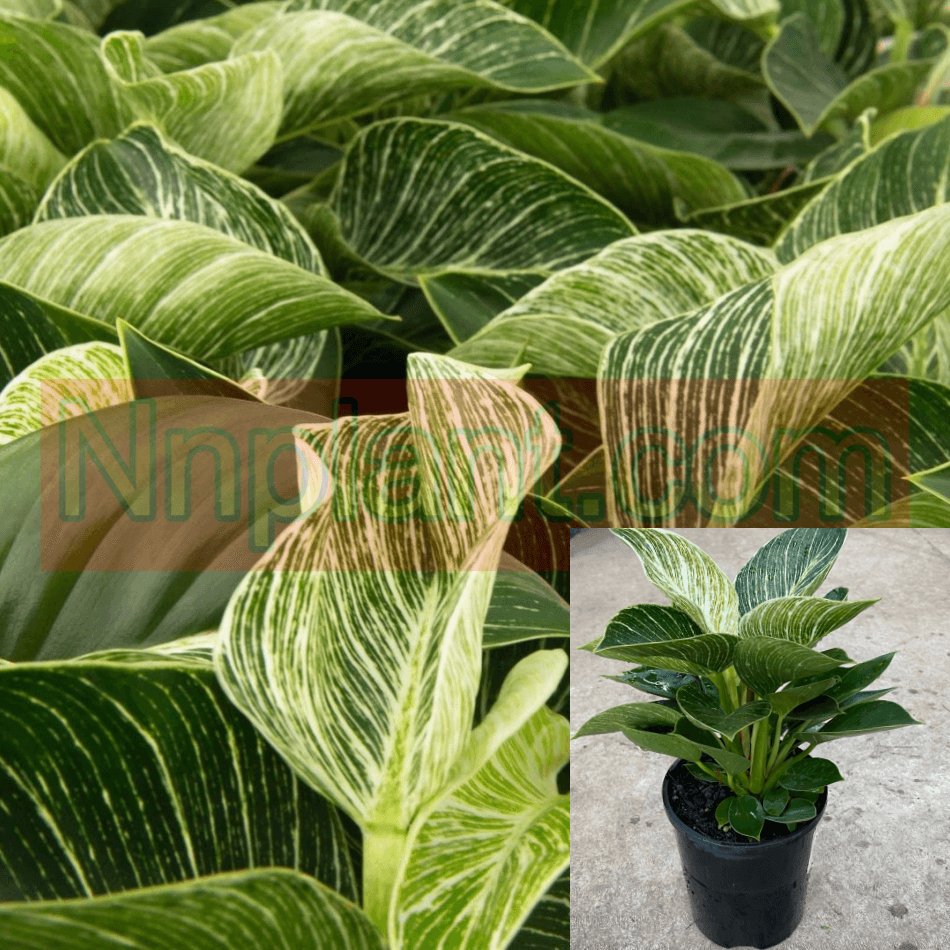 philodendron birkin large Philodendron Birkin 1 Gallon Philodendron White Wave Houselive Live Pl – NNplant