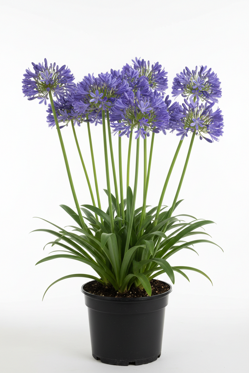 lily nile flower Agapanthus Africanus Queen Of The Nile 1 Gallon African Lily Powder Bl – NNplant