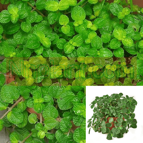 Creeping Charlie Ivy 4inches Plant Plectranthus Begonia creeping Charlie Green Plant Hanging Ground Covering Live Plant Ht7