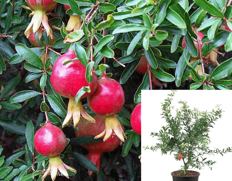 Pomegranate Eversweet Plant 5Gallon Punica Granatumâ Eversweet Fruit Tree Live Plant Dw7Ht7