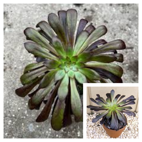 5 Cuttings Aeonium Zwartkop Succulents Black Rose Black Beauty Black Tree Aeonium 3 Long Plant Not Rooted