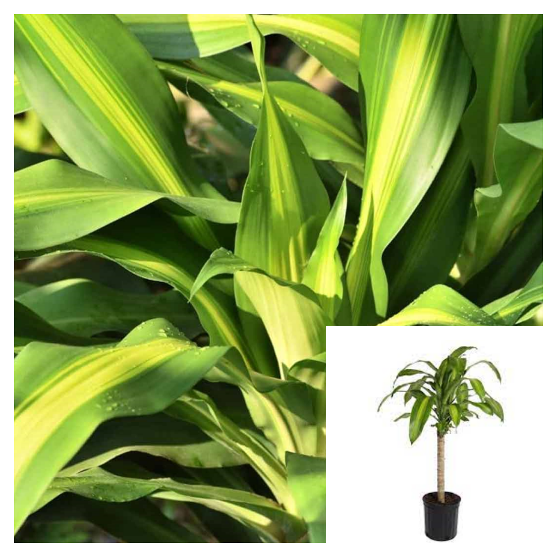 is dracena a succulent Dracaena Corn Cane Plant Dracaena Live 5 Gallon Succulent Healthy Ht7