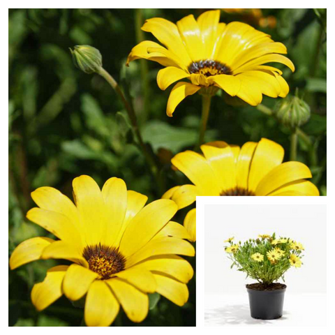 Dimorphotheca Sinuata Yellow 1Gallon Plant African Daisy Plant Glandular Cape Marigold Live Plant Ht7