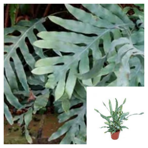 Fern Blue Star Plant 6Inches Golden Polypody Plant House live plant 