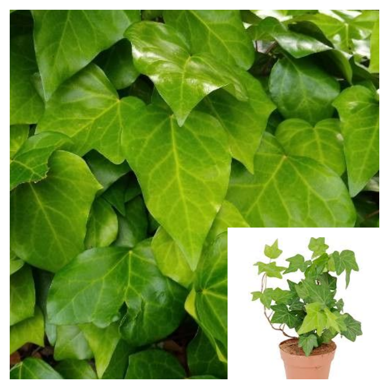 Ivy Algerian 4Inches Pot Hedera Canariensis Baltic Plant Hanging