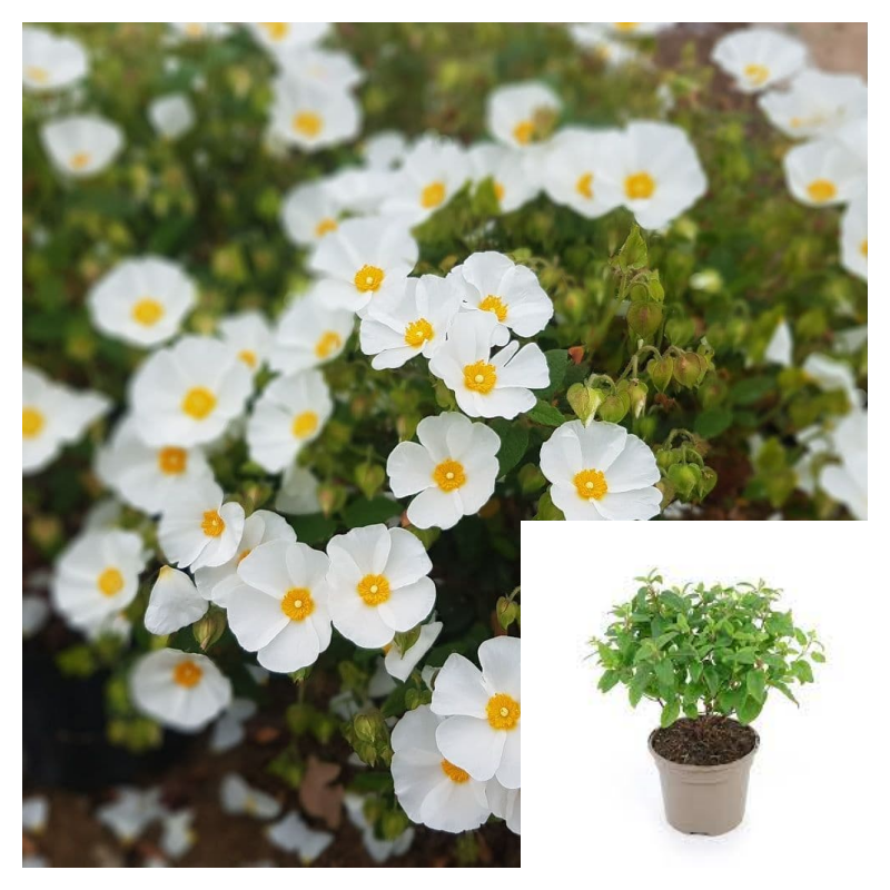 cistus plant Cistus Hybridus 5 Gallon White Ladanifer Rockrose Live Plant Gr7