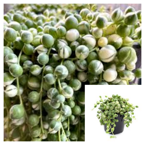 String Of Pearls Variegated Plant String Of Pearls Rare 4Inches Pot Succulents Plant S Ht7