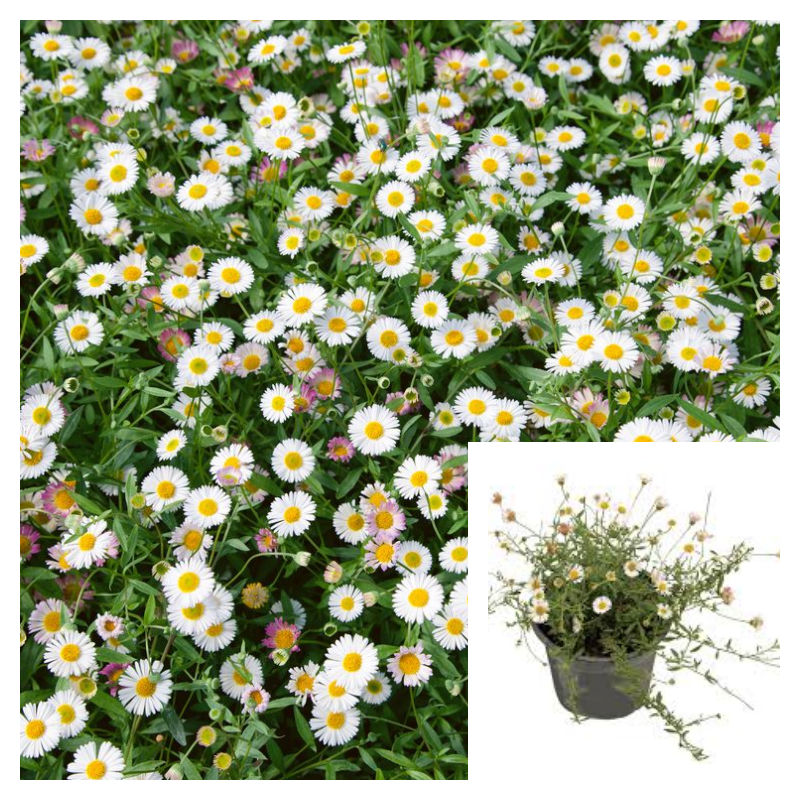 daisy like plants for pots Erigeron Karvinskianus 4 inches pot Mexican Fleabane Flower Daisy Live – NNplant