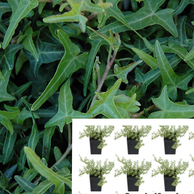 hedera x Ivy Needlepoint Plant 6 Packs Of 2 Inches Birds Foot Hedera Helix Vine –  NNplant