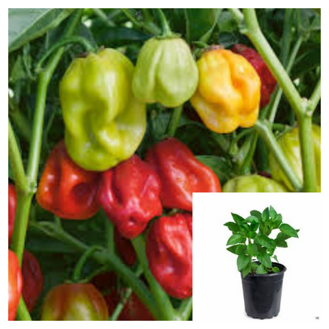 Pepper chili Habanero 4Inches Pot Plant Habanero Chilli Habanero Peppers Ht7 Best