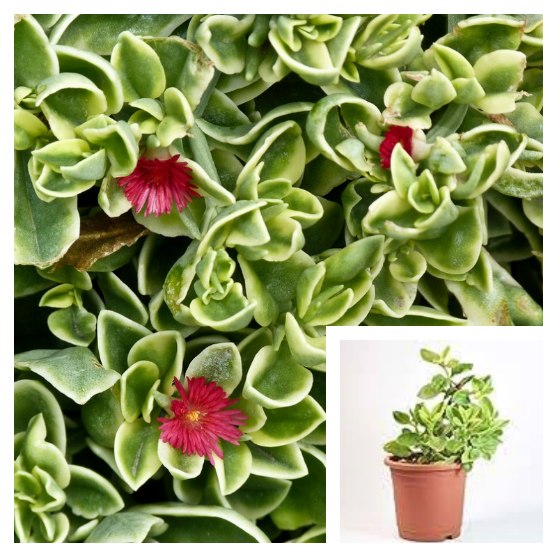 Mesembryanthemum Cordifolium Variegata 4 inches Heart leaf Ice Baby Sun  Rose Plant Ht7