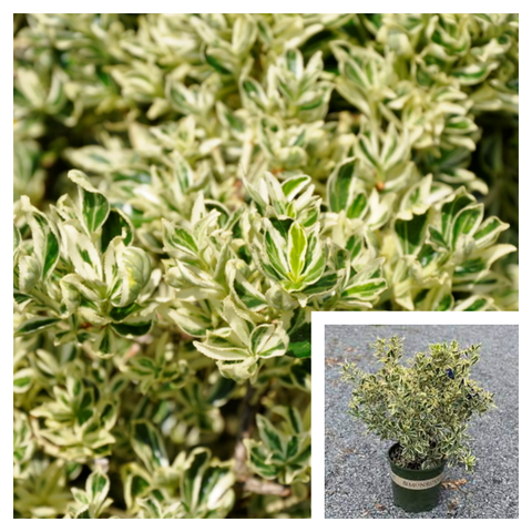 Euonymus Japanese Silver Prince 1Gallon Silver Princess Boxleaf Euonymus Plant Outdoor Live Plant Mr7Ht7 Best