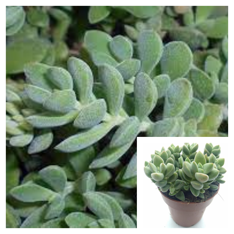Crassula Lanuginosa Plant 1 Gallon David Succulent – NNplant
