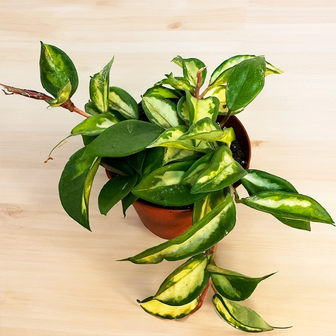 Pianta Sospesa Hoya Carnosa Rubra (Fiore Di Cera) In Vaso 14cm - Fioriera Da Appendere