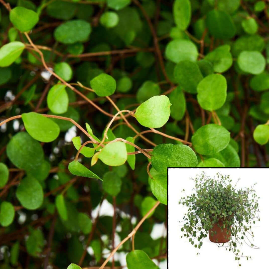 Angel Vine Muehlenbeckia Complexa Wire Root 6