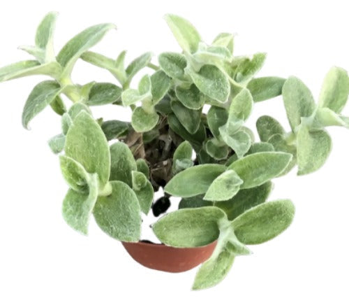 white velvet indoor plant White Velvet 4Inches Inchplant Jew Tradescantia Sillamontana Matuda Hairy Web – NNplant