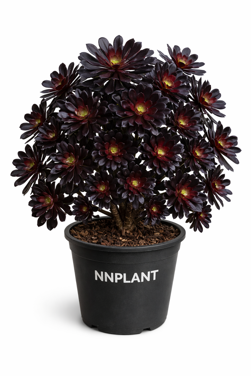 Aeonium Zwartkop 1 Gallon Succulents Beauty Rose Black Tree Live Plant –  NNplant