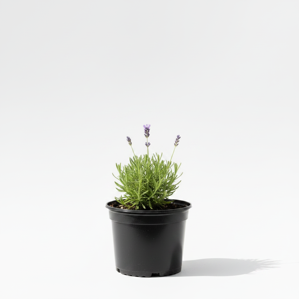 one gallon lavender plants Lavandula Dedication 1 Gallon Lavender Fragrant Herb Perennial Live Pl – NNplant