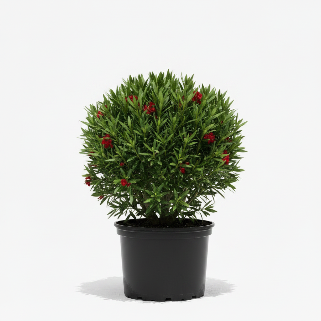 oleander house plant Nerium Oleander Little Red 5 Gallon Flowering Ornamental Shrub Live Pl –  NNplant