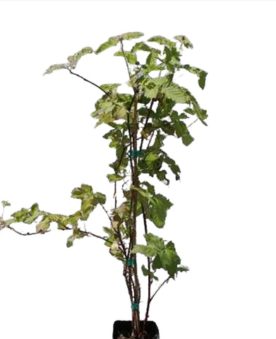 Boysenberry Thornlessr 5Gallon Rubus Ursinus Var. Loganobaccus Fruit Tree Live Plant Dw7Ht7