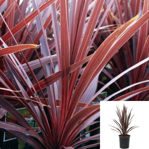Cordyline Red Sensation 1Gallon Plant Cordyline Australis Red Sensation Plant Outdoor Palm Live Plant Gr7