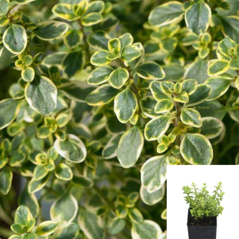Thyme Lemon Plant 12Packs Of 2Inches Pot Thymus Citriodorus Plant Live Plant Plant Ground Covering Preord