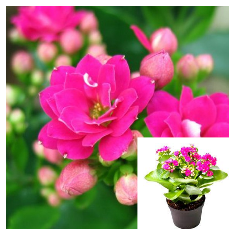 double potting succulents Kalanchoes Double Flower Pink 4 inches Pot Succulents Calanchoes Double Live Plant HT7