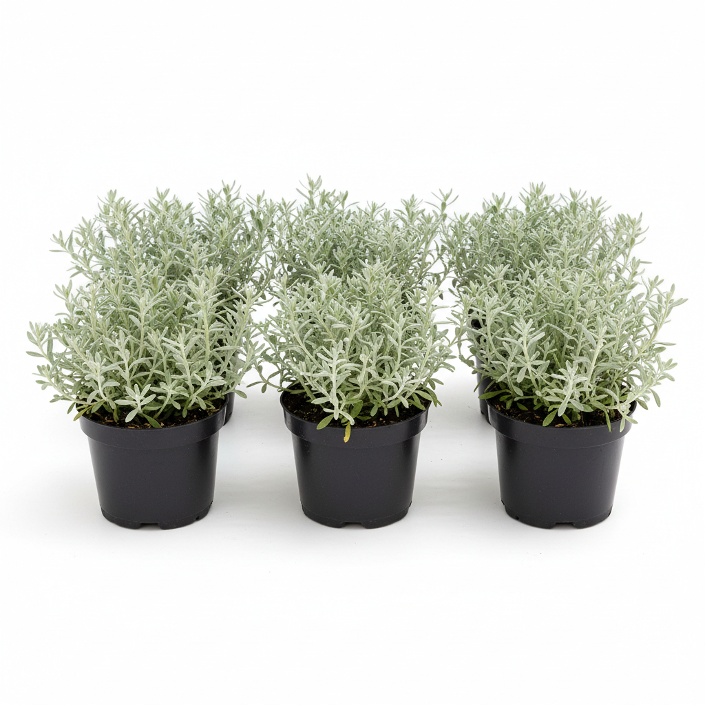 santolina plant Santolina Chamaecyparissus 6 Packs Of 2 Inches Pot Cotton Lavender Gra –  NNplant