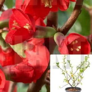 Chaenomeles Texas Scarlet 5Gallon Flowering Quince Orange Red Outdoor Live Plant Dw7Ht7