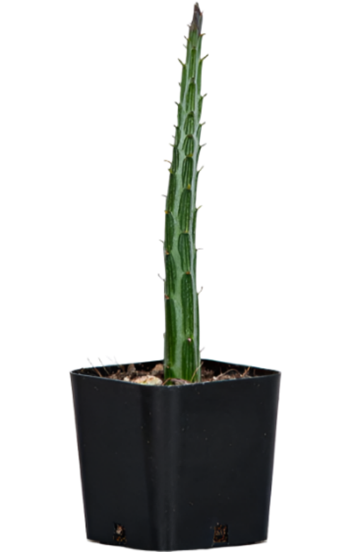 spider cactus plant Kleini stapeliiformis Pickle stick Pole Candle Inch Worm Spider Kleini –  NNplant