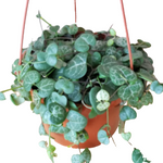 String Of Hearts Plant Ceropegia Woodii Rosary Vine 1 Gallon Ht7 Live Plant
